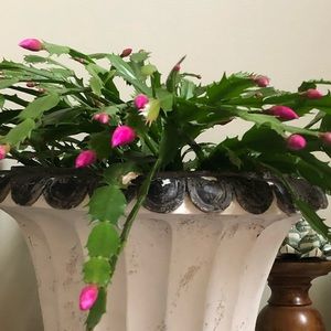 Meet your Posher, Hau